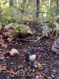Experience a Southern Hemisphere Chinese New Year at Stewart Island