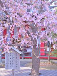 【東京】都会の隠れ家で早咲きの桜を愛でる🥰河津桜で春の訪れを感じよう🌸周辺観光情報付き