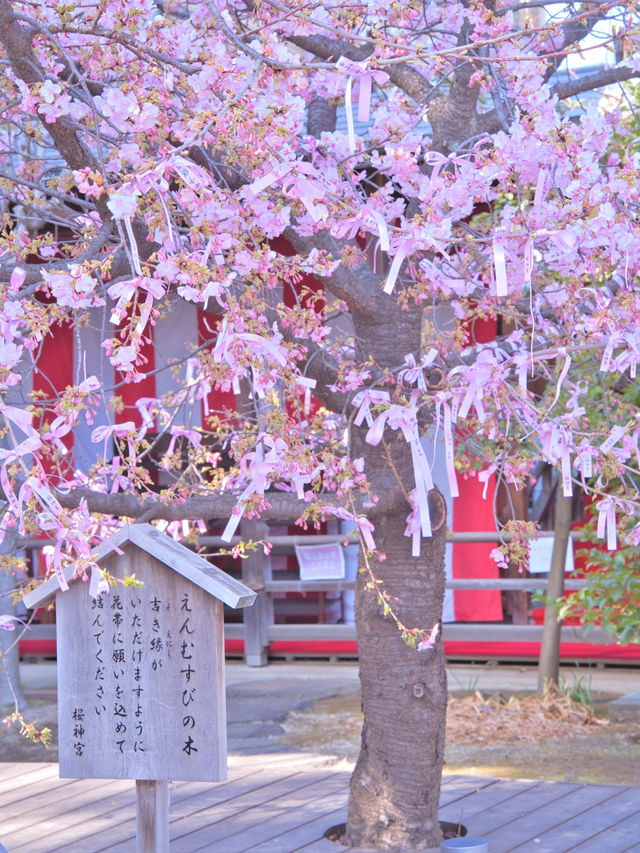 【東京】都会の隠れ家で早咲きの桜を愛でる🥰河津桜で春の訪れを感じよう🌸周辺観光情報付き