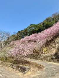 新社沐心泉：時時有花賞
