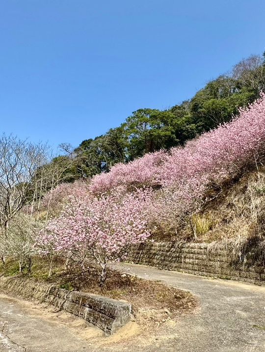 新社沐心泉：時時有花賞