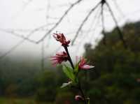 Doi Ang Khang, Chiang Mai — When Cherry Blossoms Bloom🌸