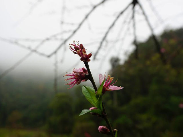 Doi Ang Khang, Chiang Mai — When Cherry Blossoms Bloom🌸