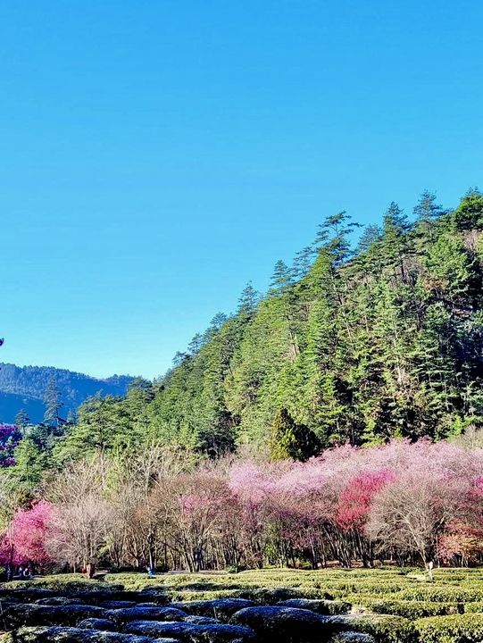 武陵農場櫻花滿開的景色不輸日本喔！