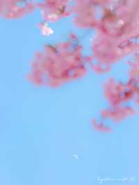 🌸 Matsuda Sakura Festival 🌸