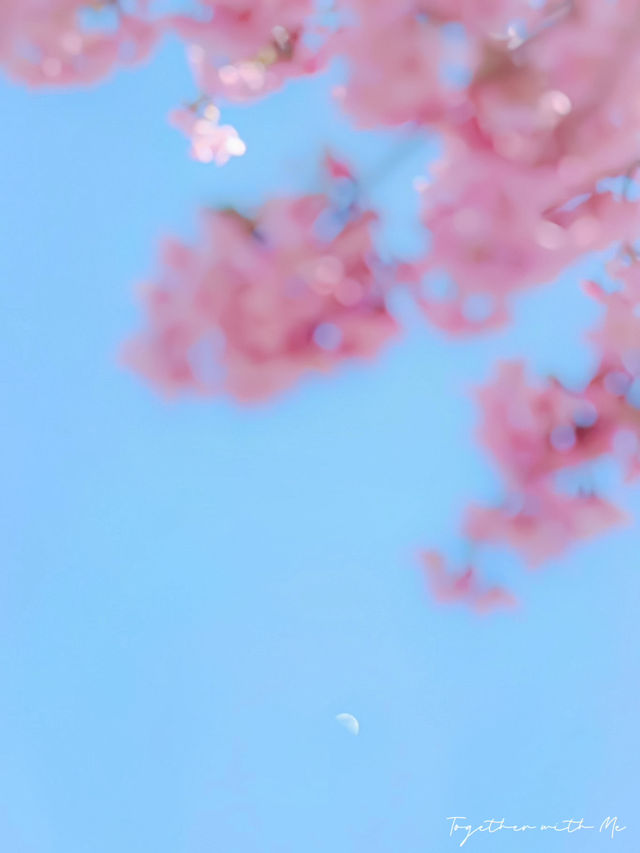 🌸 Matsuda Sakura Festival 🌸