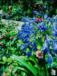 A Floral Paradise: Flower Dome Singapore