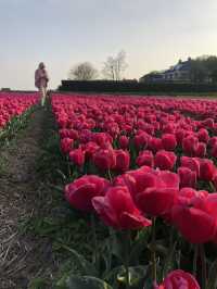 Holland's Tulip Trails: A Stunning Spring Escape