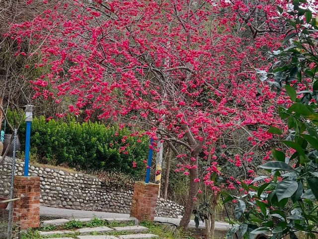 橘祥合院《古典三合院 櫻花盛開滿山紅》