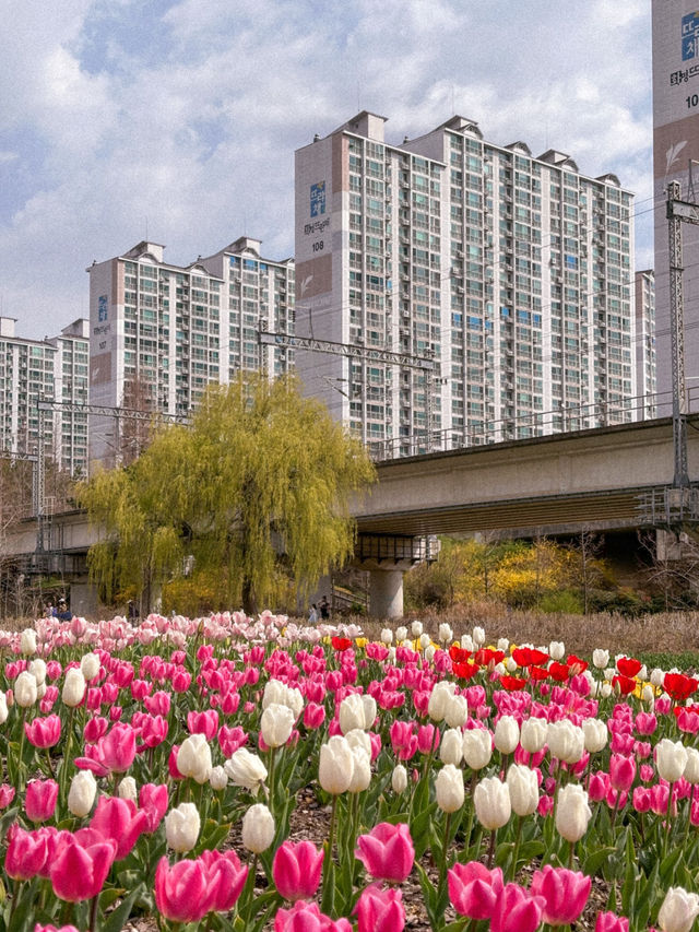 부산 봄나들이 가기 좋은 튤립 명소 추천🌷