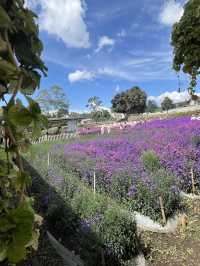 Flower Garden 