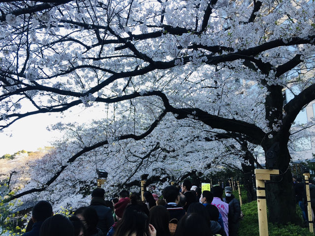 5 จุดชมซากุระในโตเกียว บรรยากาศชิลๆ ที่ไม่ควรพลาด