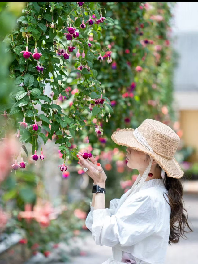 1年中満開のお花が楽しめる🌺 『ベゴニアガーデン』