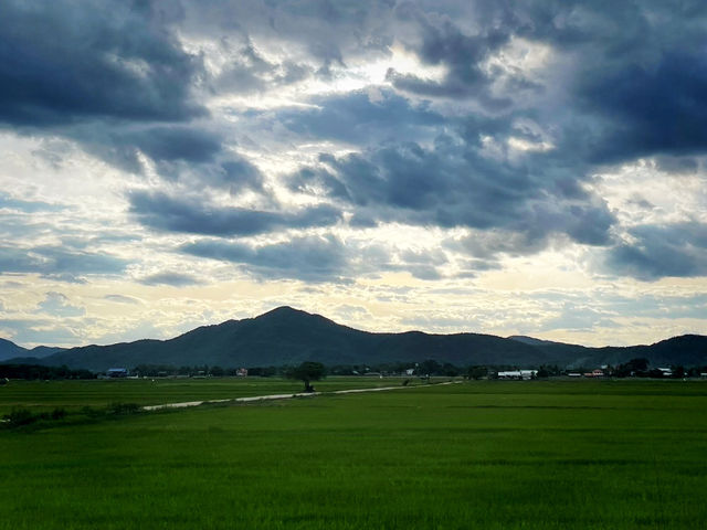 ชมวิวทุ่งนาเด่นชัย 🌾🍚
