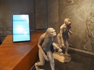 ガラガラで見やすい🤍【みどり市岩宿博物館】