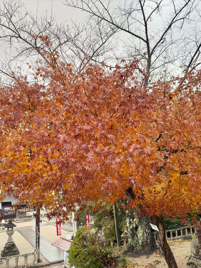 松江城山公園：歷史與自然的交織之地🏯🌸