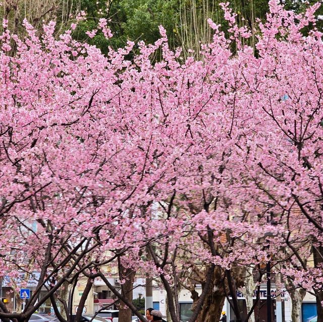 ดอกซากุระ​บานที่​   Jing'an Sculpture Park