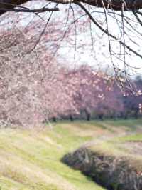 【埼玉×北浅羽桜堤公園】一足先に満開になる桜のスポット