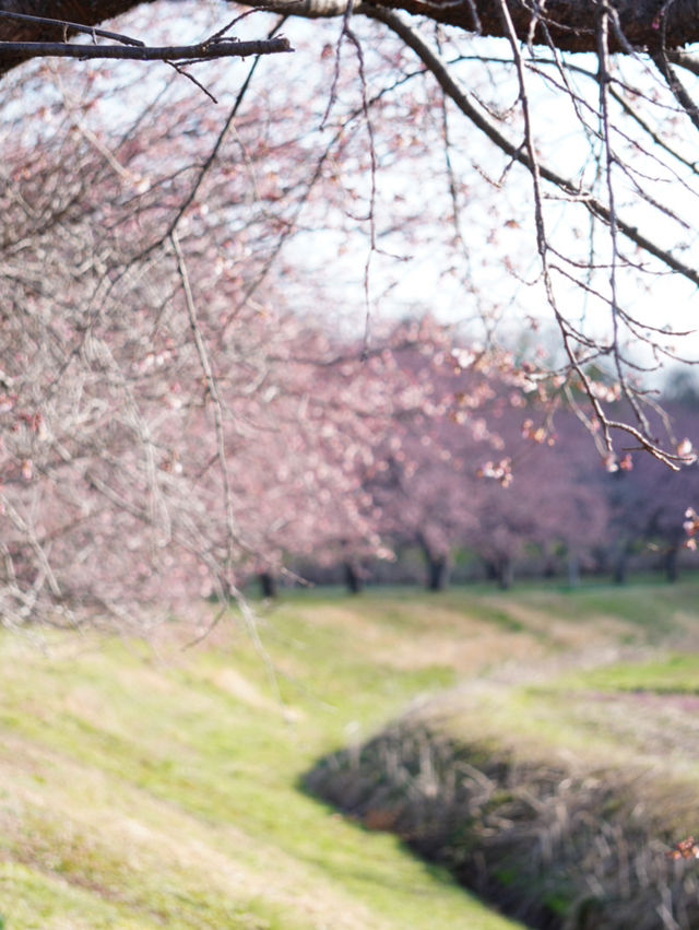 【埼玉×北浅羽桜堤公園】一足先に満開になる桜のスポット