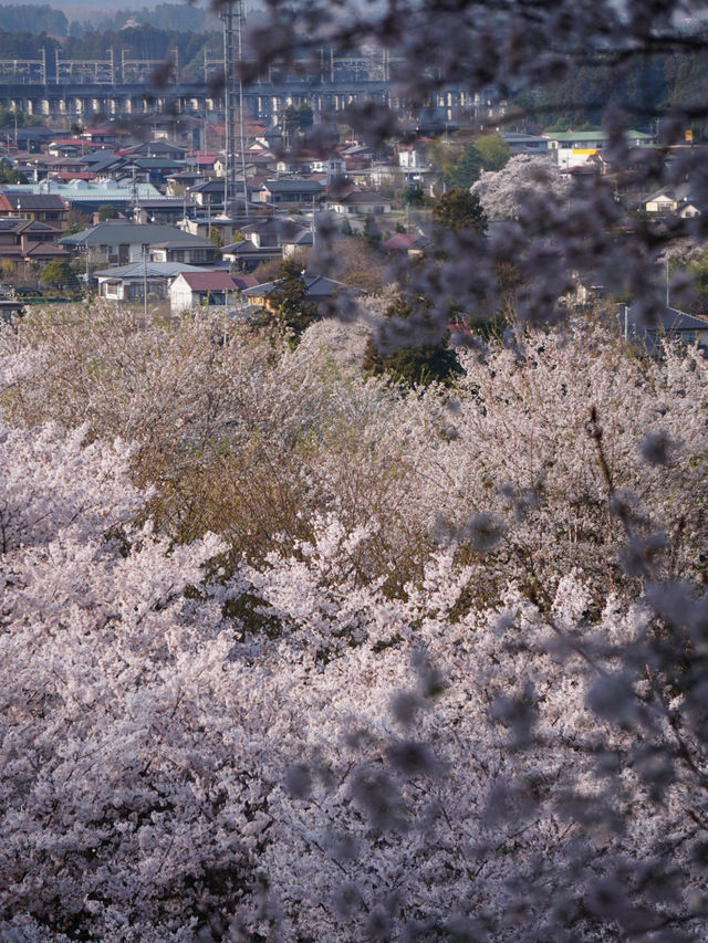 【栃木×春の那須旅】13万本の水仙と桜のコラボが見られる公園