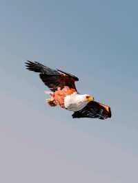 Day Trip to Lake Naivasha and Crescent Walking Safari - See Wild Fish Eagles Hunt!
