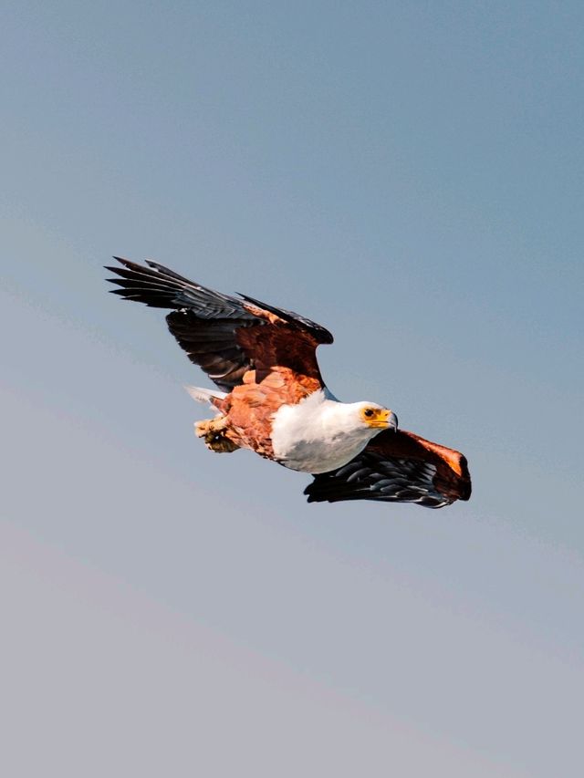 Day Trip to Lake Naivasha and Crescent Walking Safari - See Wild Fish Eagles Hunt!