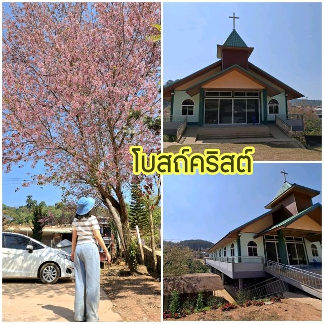 พิกัดเที่ยวบ้านร่องกล้า พิษณุโลก