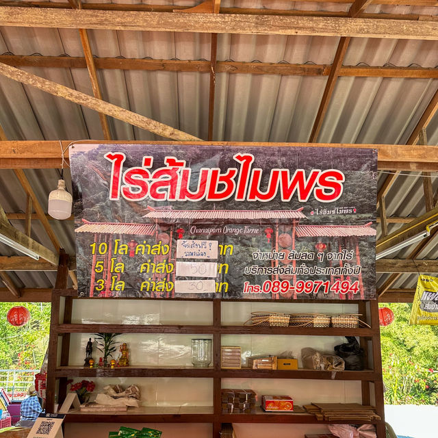 เก็บส้ม🍊 กินส้ม ที่สวนส้มชไมพร เชียงใหม่