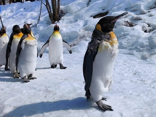 推薦季節限定的旭山動物園企鵝遊行 