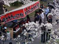 🌸 **毛馬桜之宮公園櫻花觀賞遊覽分享** 🌸