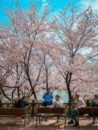Chasing Sakura in South Korea 🌸