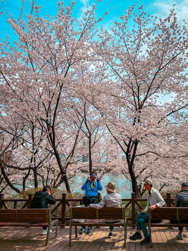 Chasing Sakura in South Korea 🌸