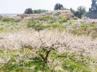 Chasing Plum Blossoms at Yume Tachibana