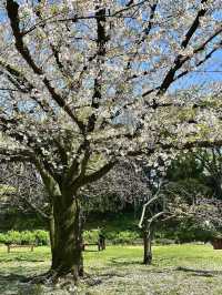 Spring in Kiyosumi Garden: A Green Escape🌸