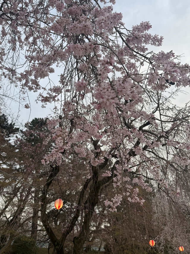 어제 다녀오고 알려주는 따끈한 나고야성 일정