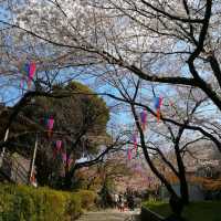 東京王子站-飛鳥山公園，當地日本人的賞櫻野餐景點
