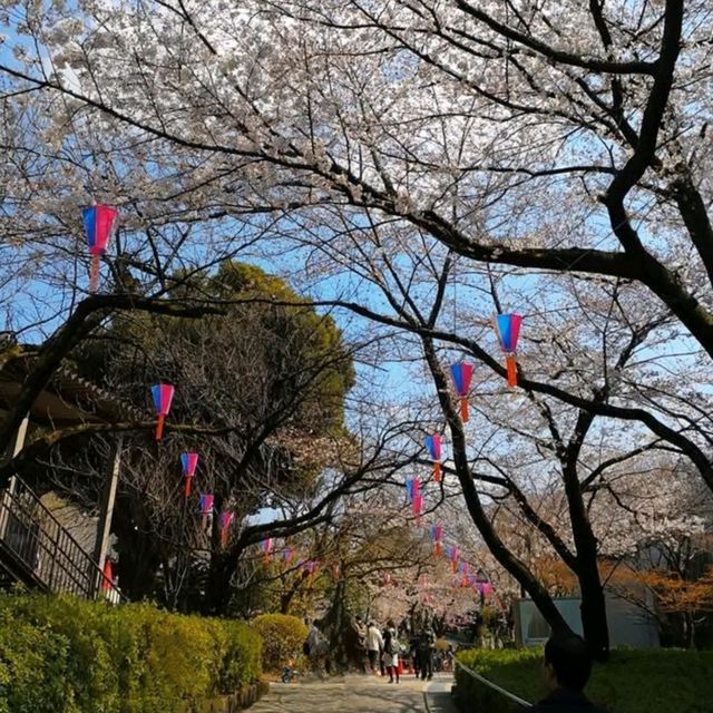 東京王子站-飛鳥山公園，當地日本人的賞櫻野餐景點