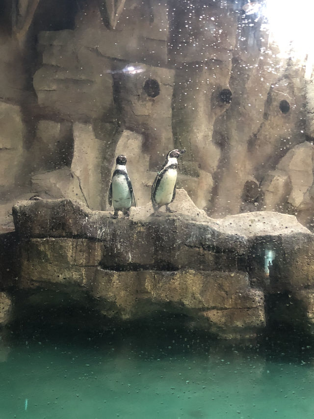 Sea World Ancol, Samudra and Bird Park