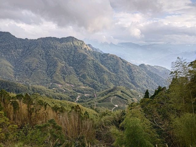 雲林古坑景點-木馬古道看竹林