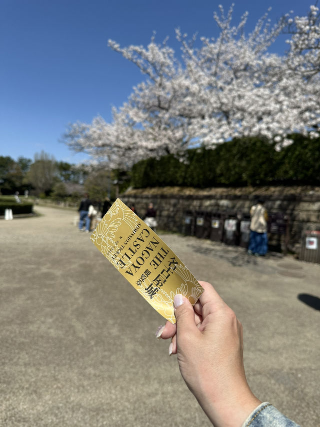 追到名古屋城櫻花
