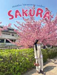 🌸 พาชมซากุระพันธุ์บานเร็ว Kawazu-Zakura in Yodo
