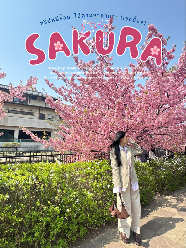 🌸 พาชมซากุระพันธุ์บานเร็ว Kawazu-Zakura in Yodo