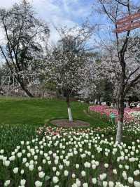 Prince Bay Park Cherry Blossoms- Hangzhou's Lakeside Sakura Paradise