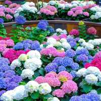Miracle of Natural 