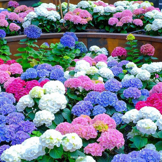 Miracle of Natural 