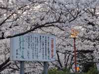 2025年4月2日日本高松市朝日山森林公園滿開