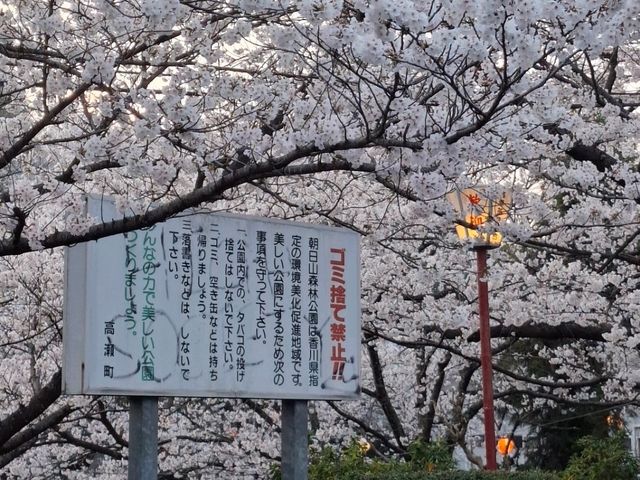 2025年4月2日日本高松市朝日山森林公園滿開