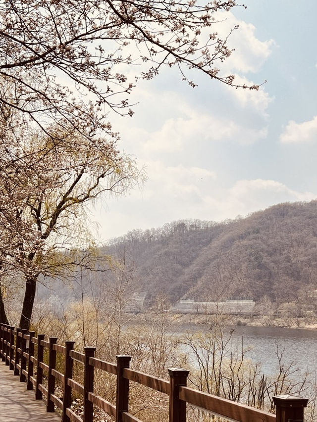 Daecheong Park: A Canvas of Fresh Greens and Floral First Strokes