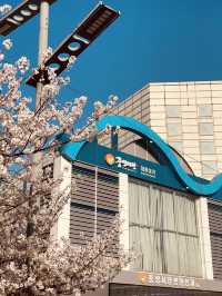 Mokcheok Park: Your Local Haven for Cherry Blossom Magic