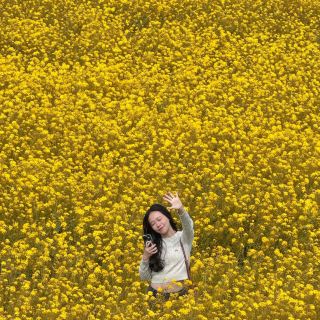 Jeju Island Canola Flower Guide.